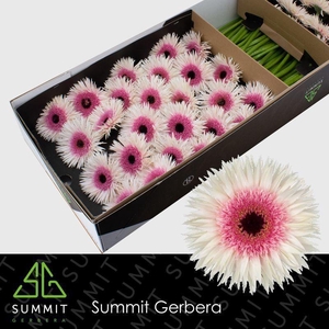 Gerbera Spider Stunt Half doos