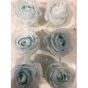 PRESERVED ROSES BABY BLUE