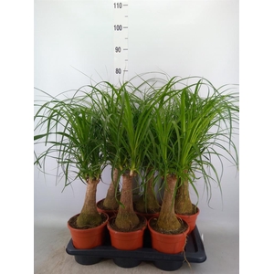 Beaucarnea recurvata