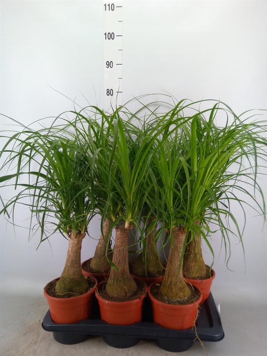 <h4>Beaucarnea recurvata</h4>