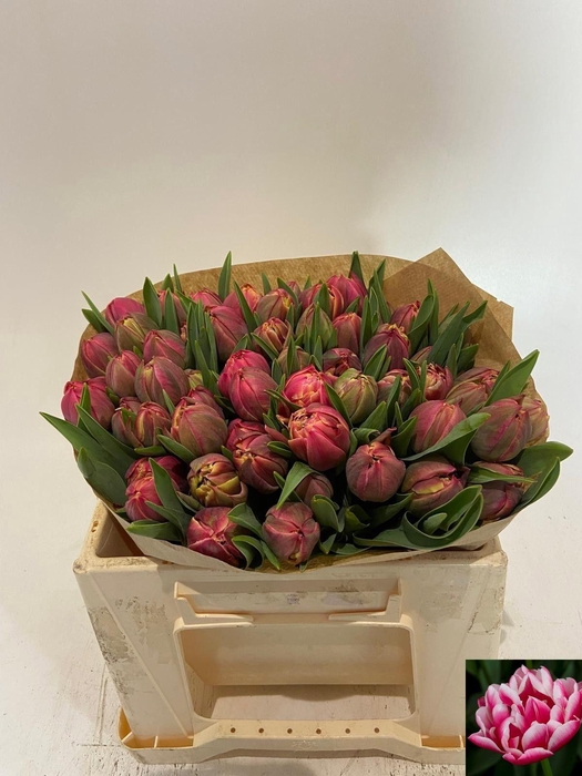 <h4>TU DU COLUMBUS</h4>