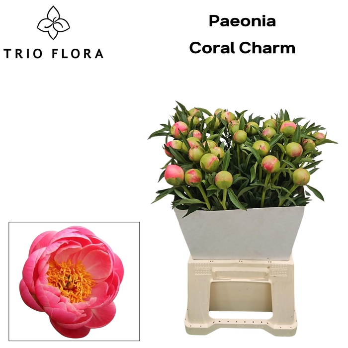 <h4>PAEO CORAL CHARM Kraag</h4>