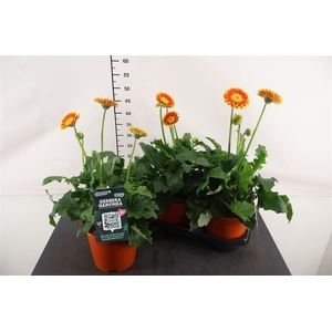 Gerbera 19 Cm. P. Sweet Blaze