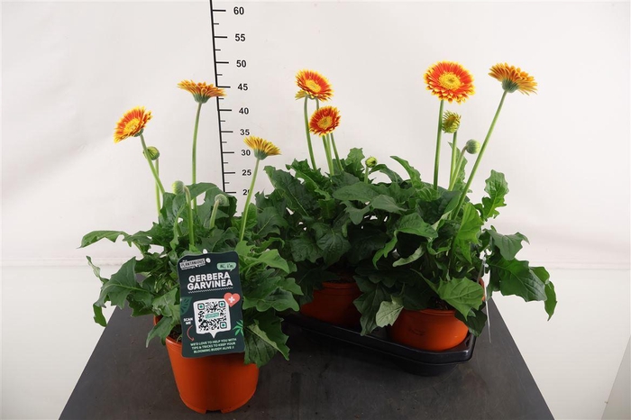 <h4>Gerbera 19 Cm. P. Sweet Blaze</h4>