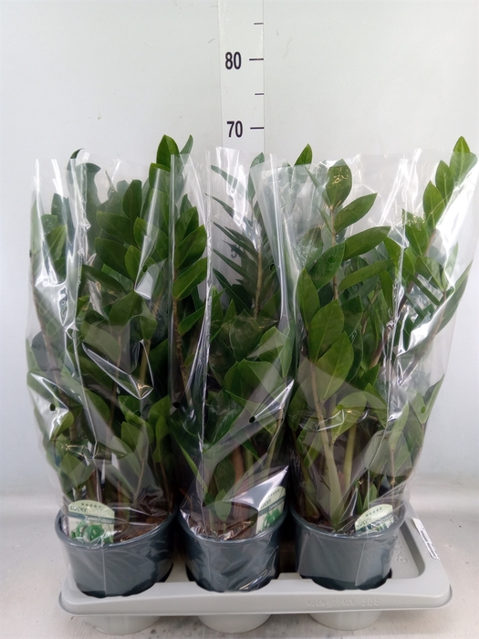 <h4>Zamioculcas zamiifolia</h4>