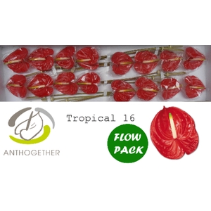 ANTH A TROPICAL 16 FL