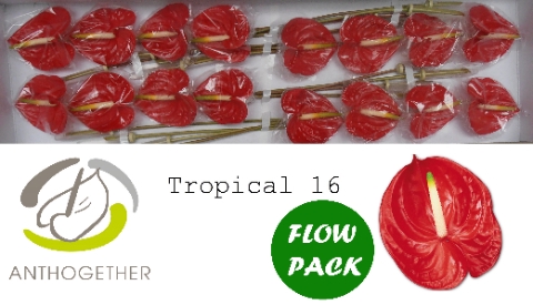 ANTH A TROPICAL 16 FL