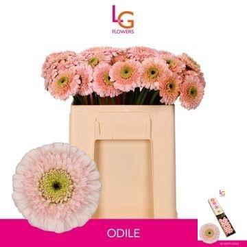 <h4>GE MB DOTTIE ODILE</h4>