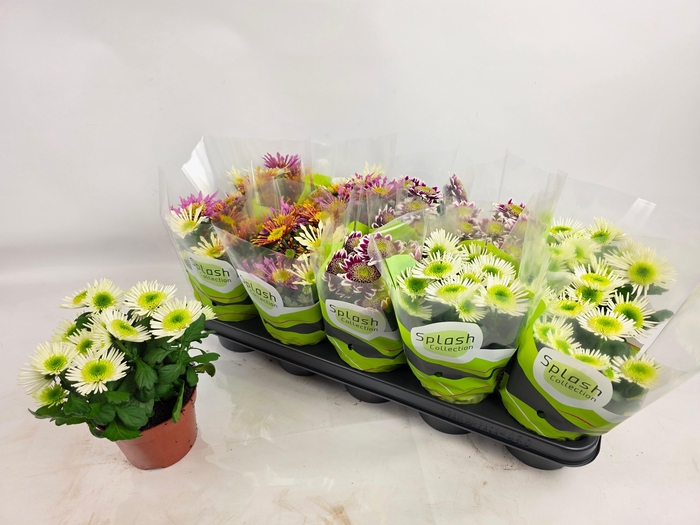 <h4>CHRYS SPLASH GEM</h4>