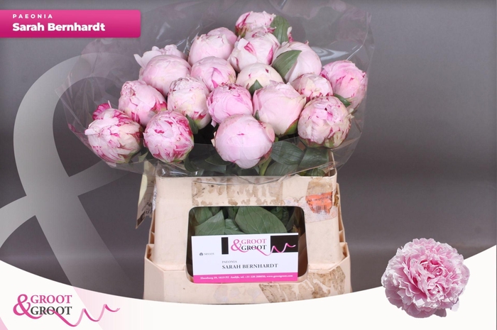 <h4>Paeonia Sarah Bernhardt | XXL</h4>