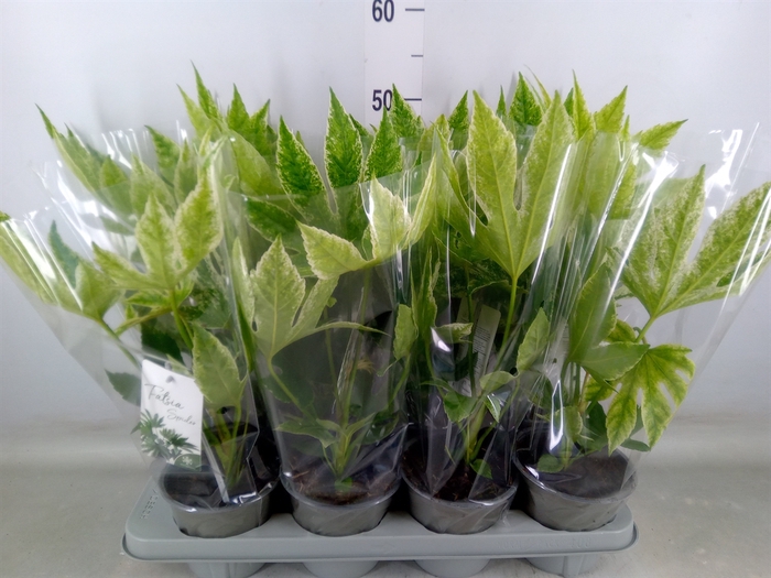 <h4>Fatsia japonica 'Variegata'</h4>
