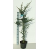 CEDRUS LIBANI 'GLAUCA' 140-160 P2