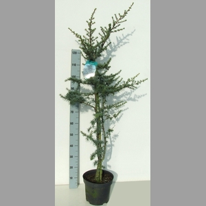 CEDRUS LIBANI 'GLAUCA' 140-160 P2