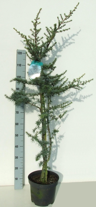 <h4>CEDRUS LIBANI 'GLAUCA' 140-160 P2</h4>