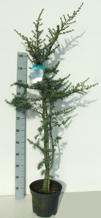 CEDRUS LIBANI 'GLAUCA' 140-160 P2