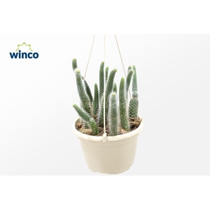 Hildewinteria Colademoninis