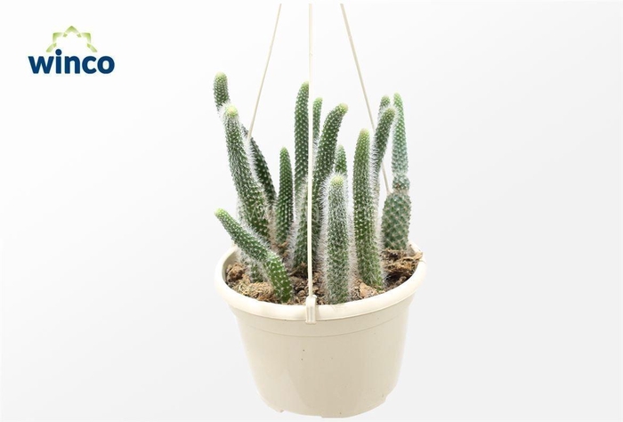 <h4>Hildewinteria Colademoninis</h4>