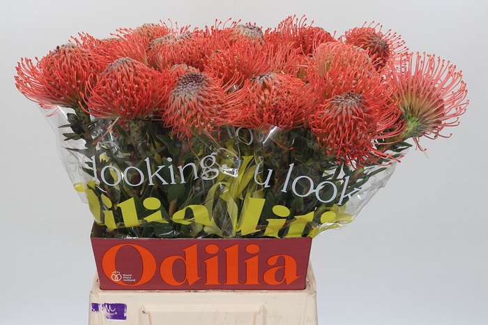 Nutans Ayoba Pink Guava