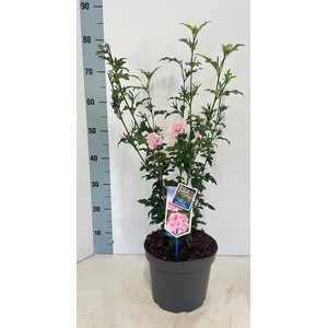 HIBISCUS SYRIACUS