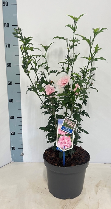 <h4>HIBISCUS SYRIACUS</h4>