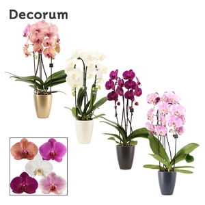 Phalaenopsis cascade 2 tak mix in Carly (Neo Architect-collect.)