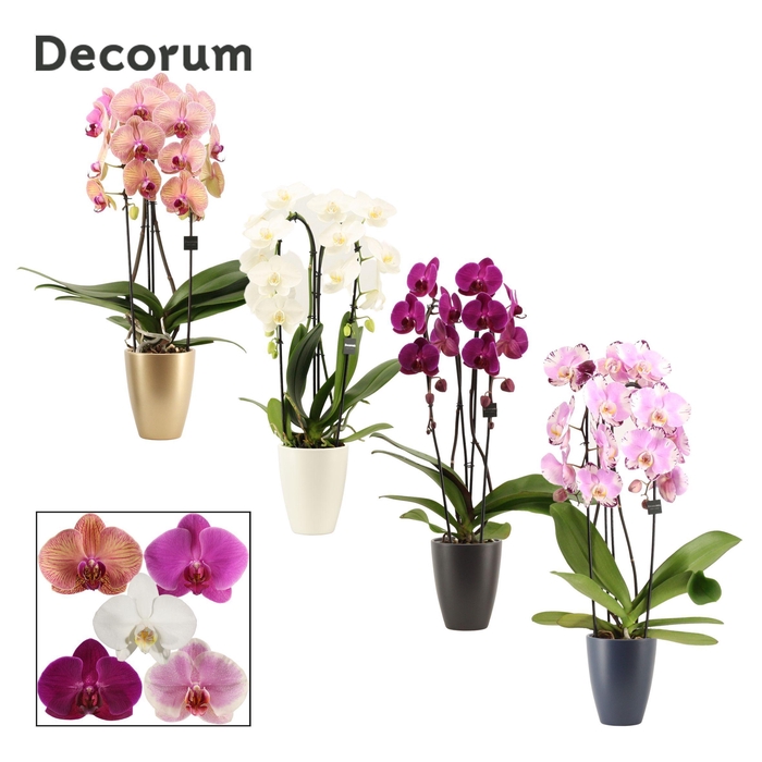 <h4>Phalaenopsis cascade 2 tak mix in Carly (Neo Architect-collect.)</h4>