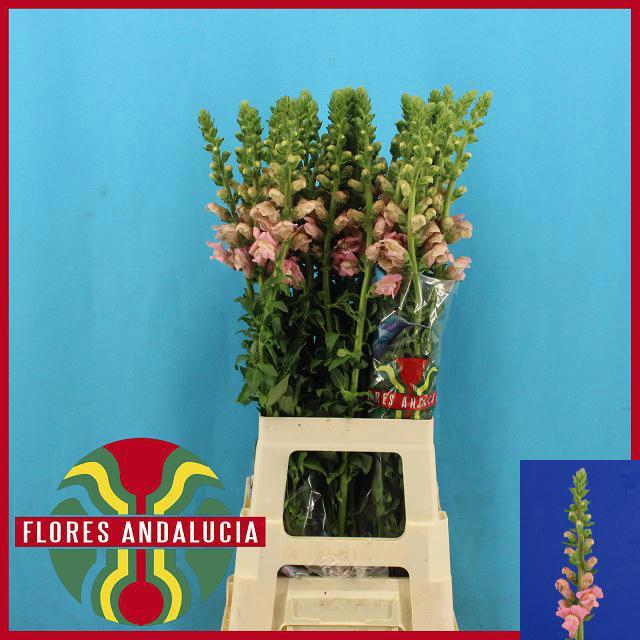 <h4>ANTIR POTO PINK</h4>