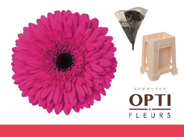 <h4>Gerbera Madeira Water / Hoes</h4>