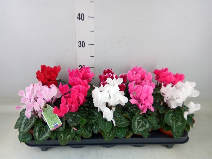 <h4>Cyclamen MD 'Allure'</h4>