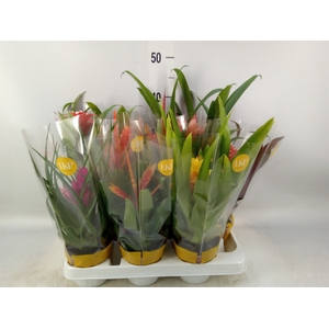 Bromelia   ...mix