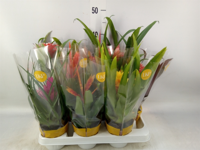 <h4>Bromelia   ...mix</h4>