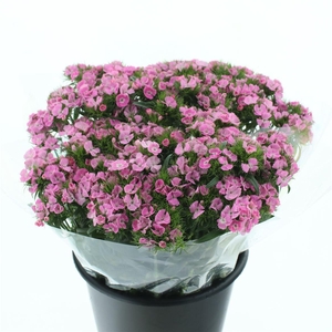 Di Barb Coral Pink Extra