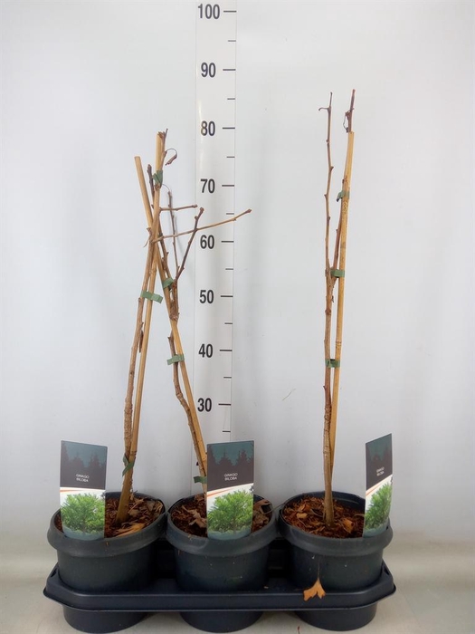 <h4>Ginkgo biloba   ...</h4>