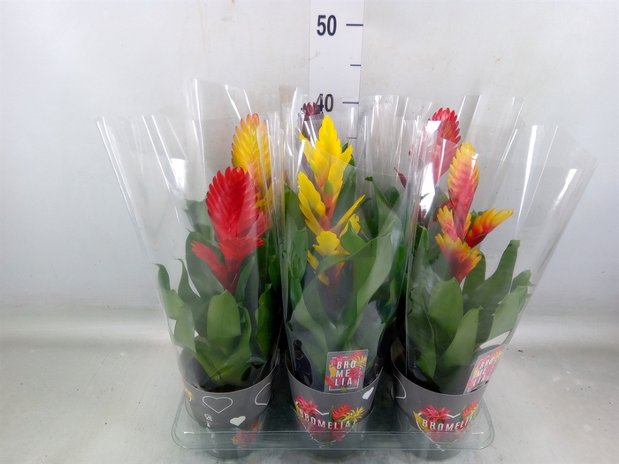 <h4>Vriesea   ...mix 6</h4>