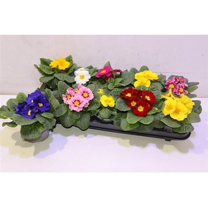 arr8 Prim Acaulis Gemengd