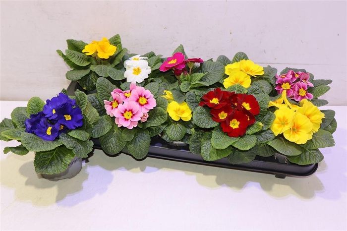 <h4>arr8 Prim Acaulis Gemengd</h4>