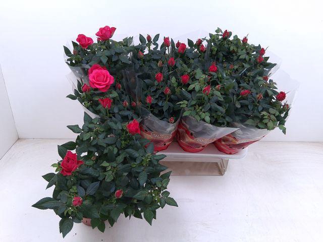 <h4>RO FAV RO PINK</h4>