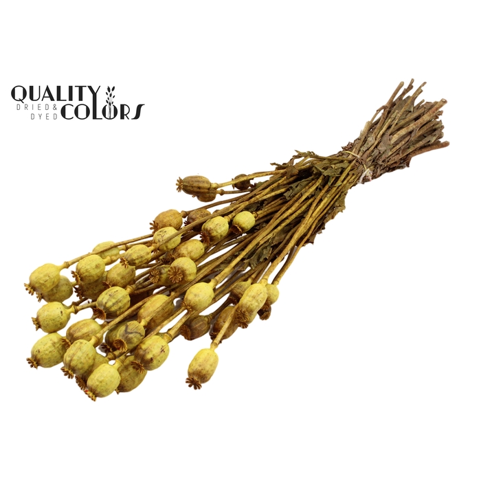 <h4>Papaver per bunch Yellow</h4>