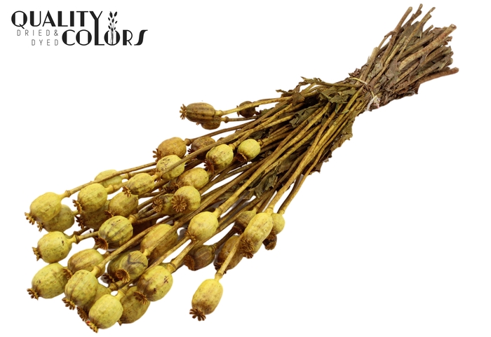 <h4>Papaver per bunch Yellow</h4>