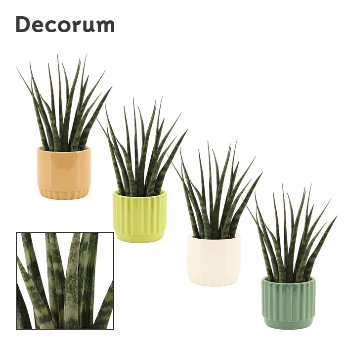 <h4>Sansevieria Fernwood 9 cm in Liam (Natural bubble-collection)</h4>