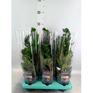 Zamioculcas zamiifolia 'Lima'