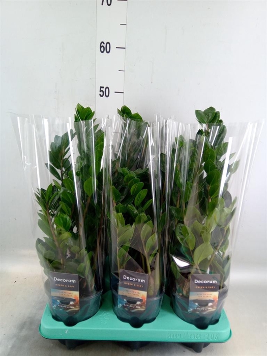 <h4>Zamioculcas zamiifolia 'Lima'</h4>