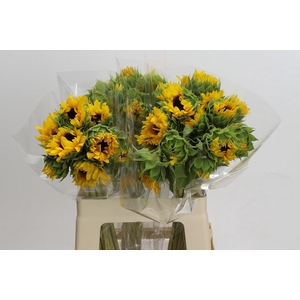 Helianthus Orange Fire