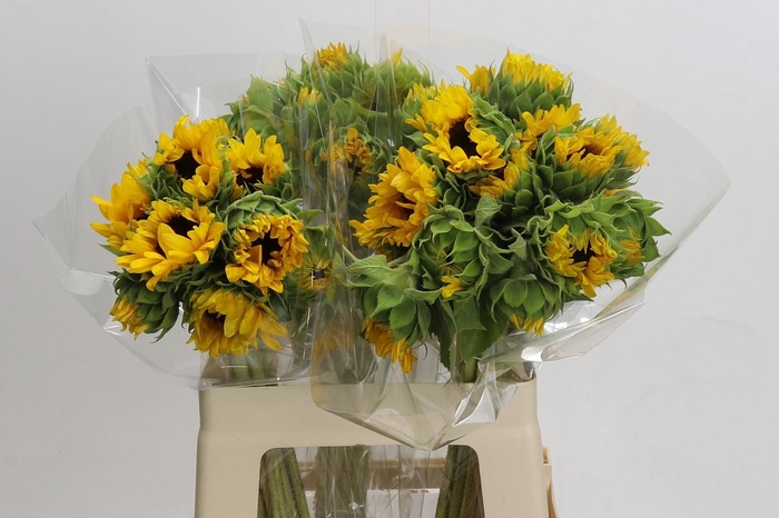 <h4>Helianthus Orange Fire</h4>