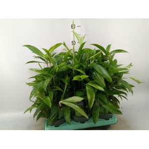 Dracaena surculosa