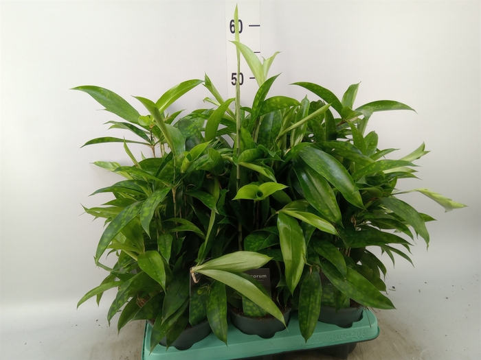 <h4>Dracaena surculosa</h4>