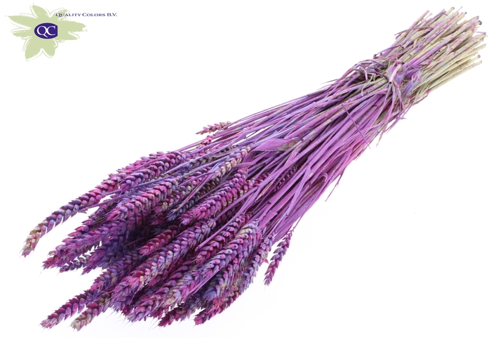 Triticum per bunch Multicolour Milka