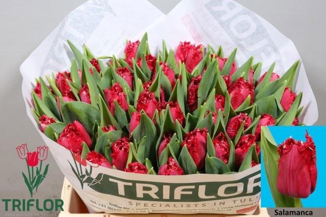 <h4>TU FR SALAMANCA</h4>