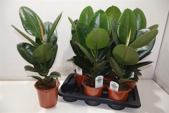 <h4>arr8 Fic El Robusta</h4>