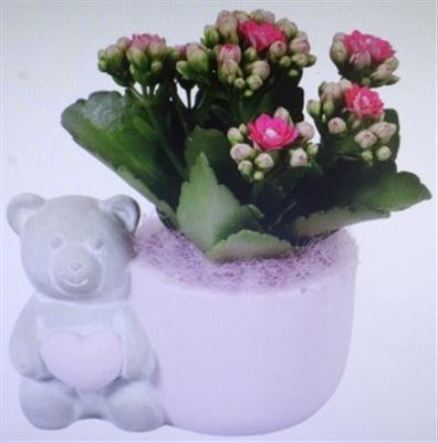 <h4>2276 Roze Ker Beer</h4>